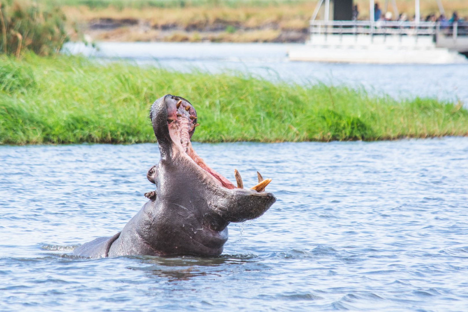 Chobe Safari Lodge - Image 22